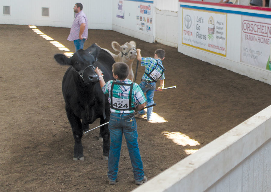 Exhibitors show cattle at the Coliseum during the Missouri State Fair.